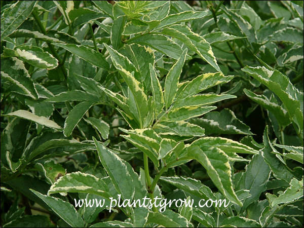 Foilage with yellow and white variegation.
